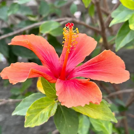 Eden's Retreat Apartman